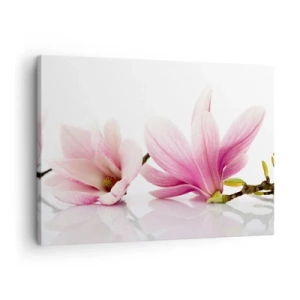 Tablou pe pânză Canvas - Magnolii roz delicate pe fundal alb - 70x50cm - Delicate ca o adiere de primăvară - Decorațiune modernă pentru perete pentru living și dormitor ARTTOR
