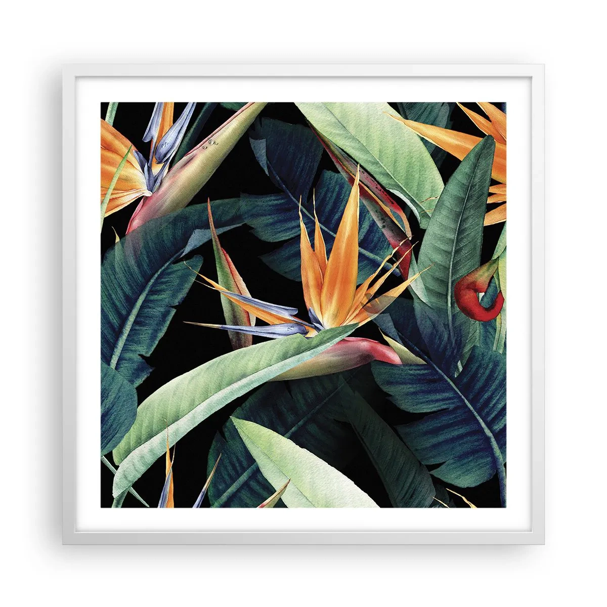 Poster în ramă albă - Florile de flacără ale tropicelor - 60x60 cm