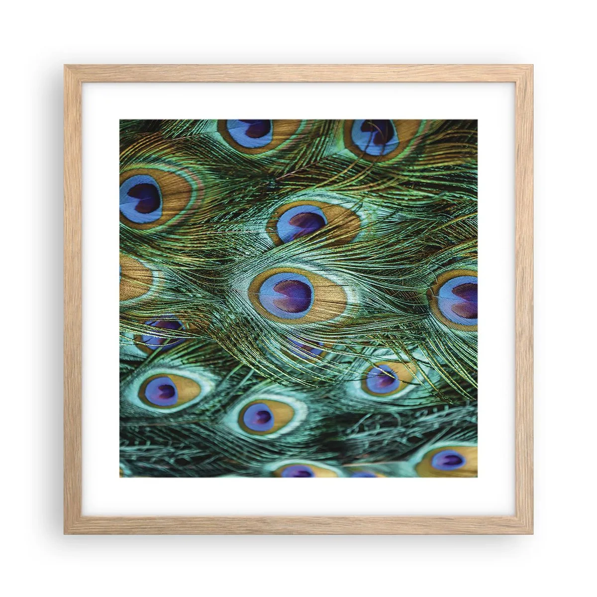 Poster în ramă de stejar deschis - O privire cu ochi de păun - 40x40 cm