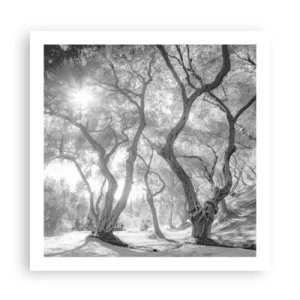 Poster - Într-o livadă de măslini - 60x60 cm