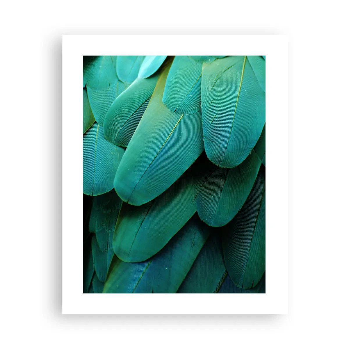 Poster - Precizia naturii papagalicești - 40x50 cm