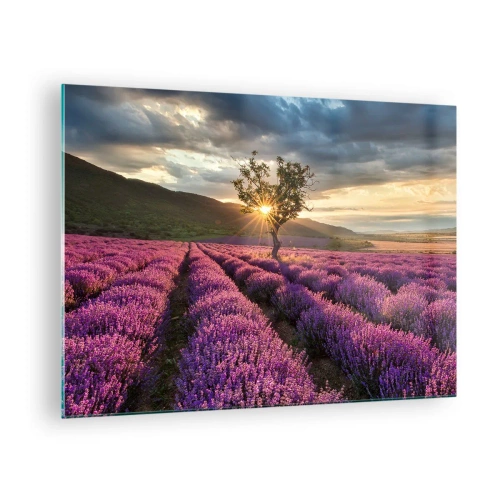 Tablou pe sticlă - Un câmp de lavandă cu un copac singuratic în razele soarelui care apune - 70x50cm - Aroma în liliac - Decorațiune modernă pentru perete pentru living și dormitor ARTTOR