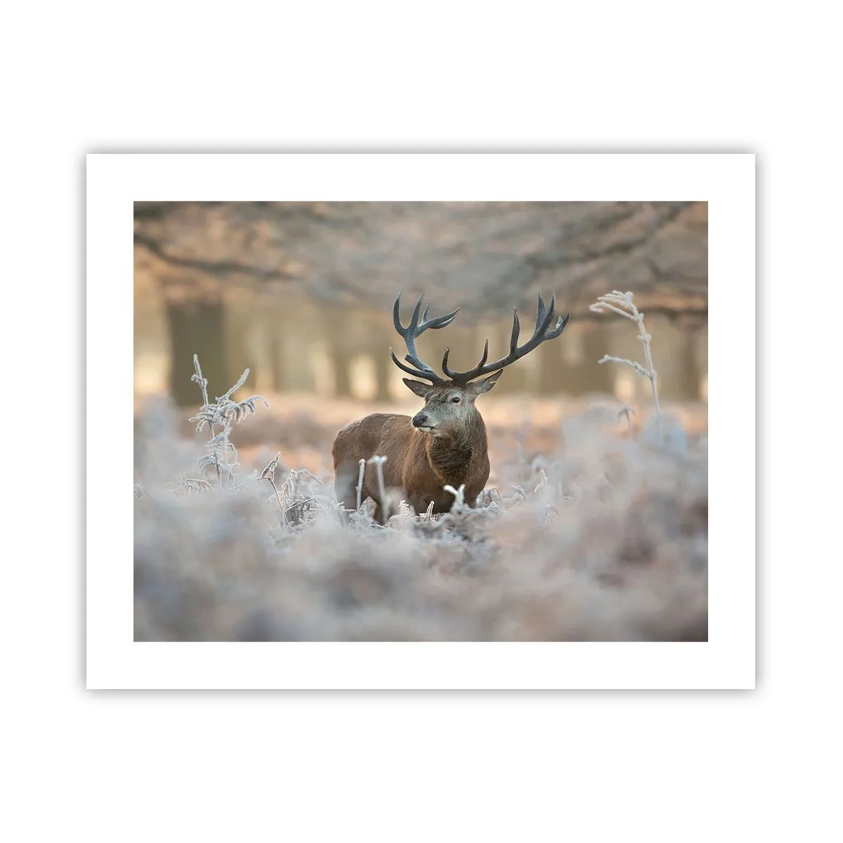 Poster - O dimineață răcoroasă - 50x40 cm