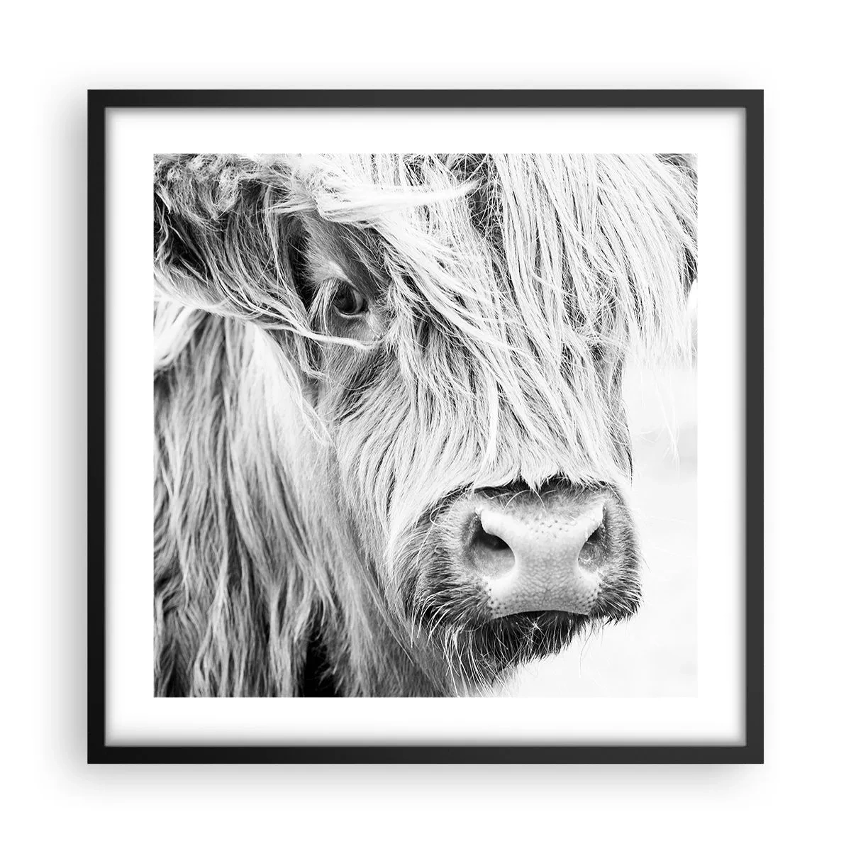 Poster în ramă neagră - Sălbăticie scoțiană - 50x50 cm