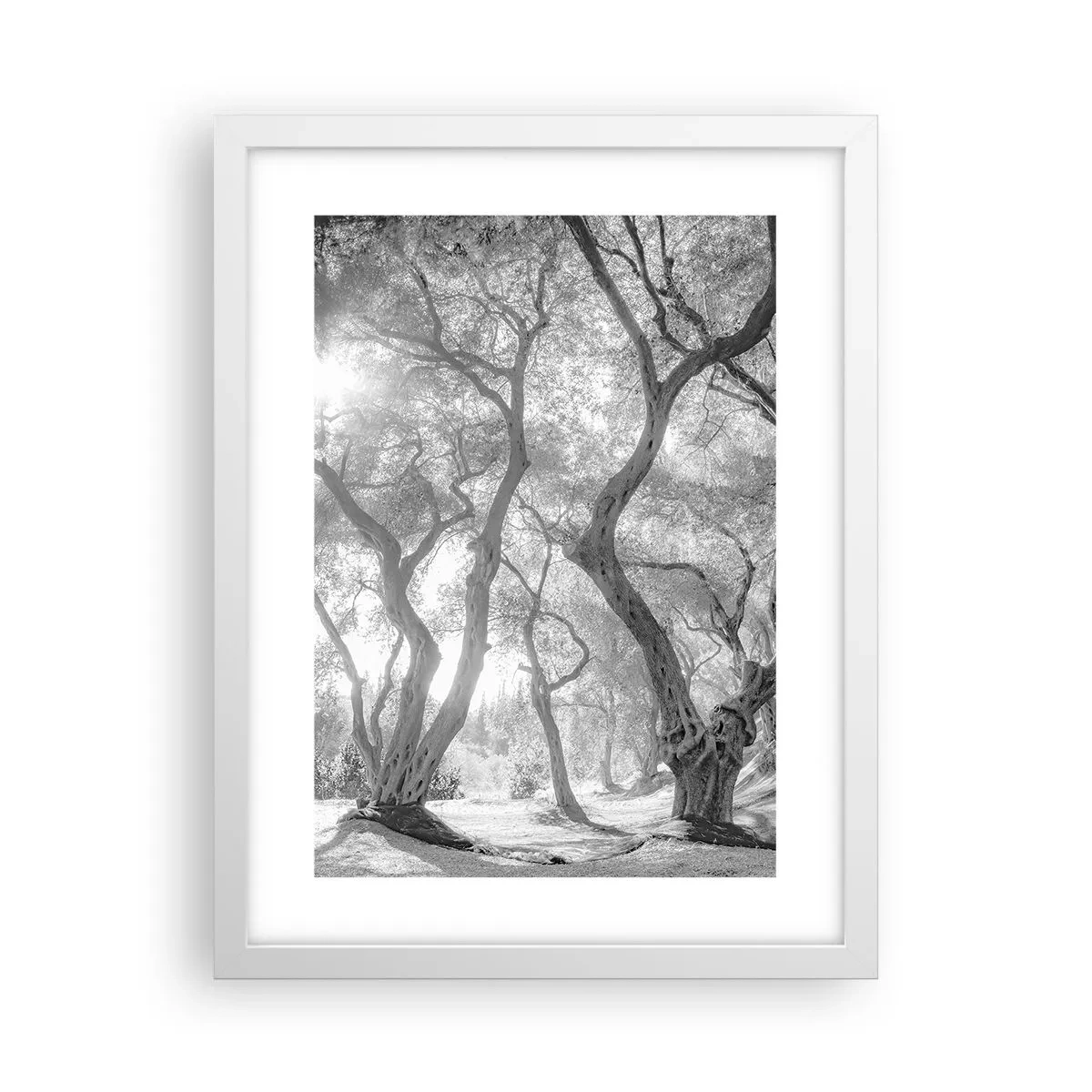 Poster în ramă albă - Într-o livadă de măslini - 30x40 cm