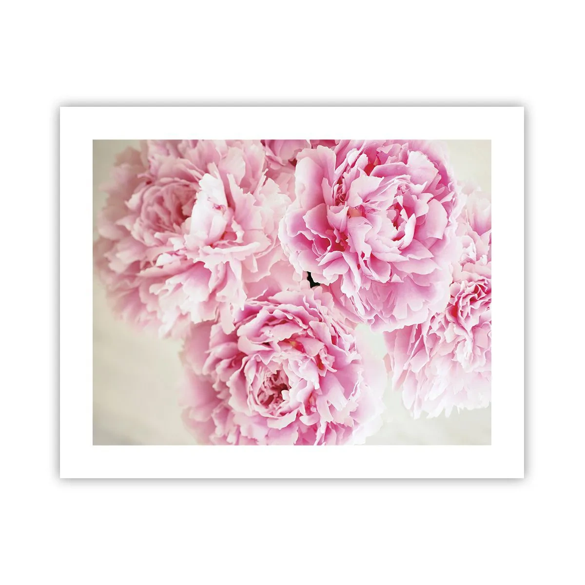 Poster - În luxul roz - 50x40 cm