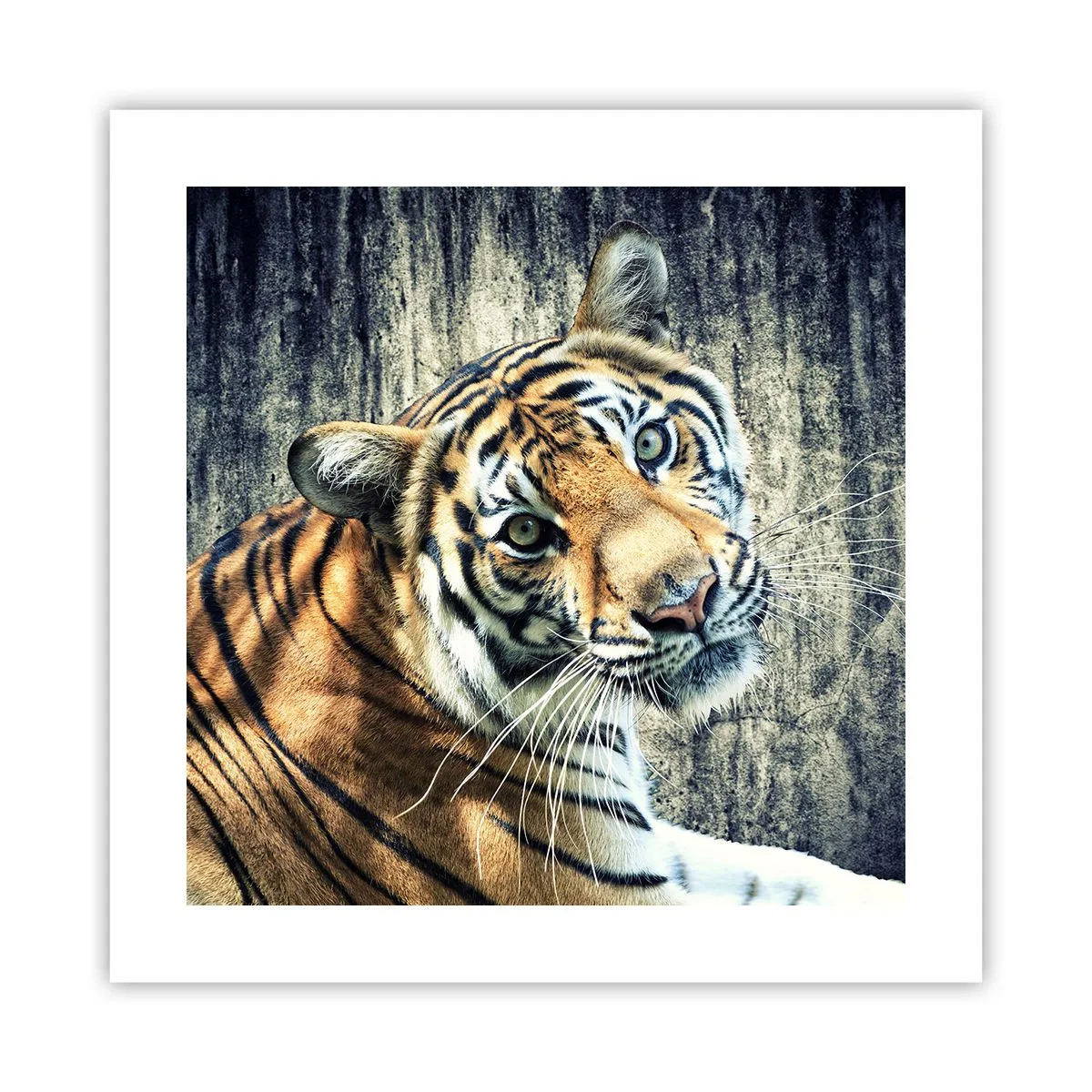 Poster - Portret în fluxuri de lumină - 40x40 cm