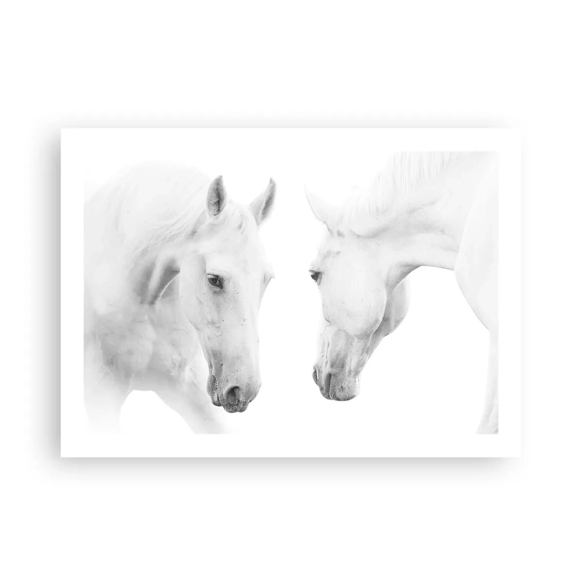 Poster - Este aceasta o prietenie...? - 70x50 cm