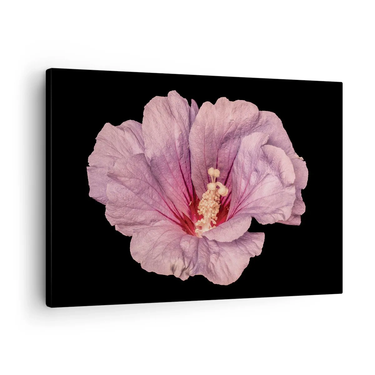 Tablou pe pânză Canvas - Floare roz pe fundal negru - 70x50cm - Direct la inimă - Decorațiune modernă pentru perete pentru living și dormitor ARTTOR