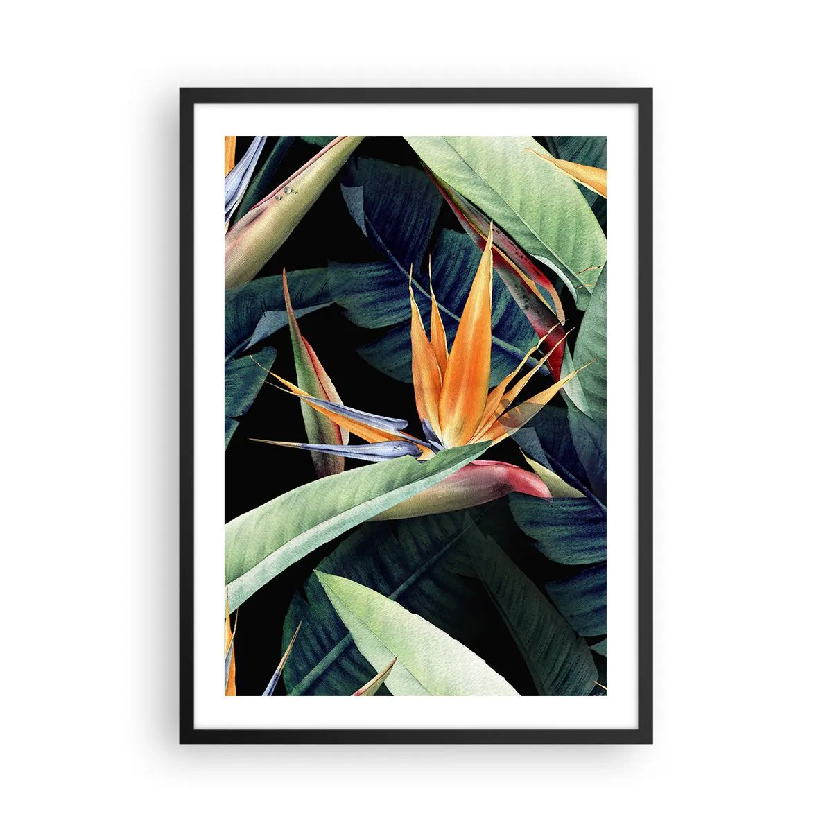 Poster în ramă neagră - Floare exotică de strelitzia pe un fundal întunecat - 50x70cm - Florile de flacără ale tropicelor - Decorațiune modernă pentru perete pentru living și dormitor ARTTOR