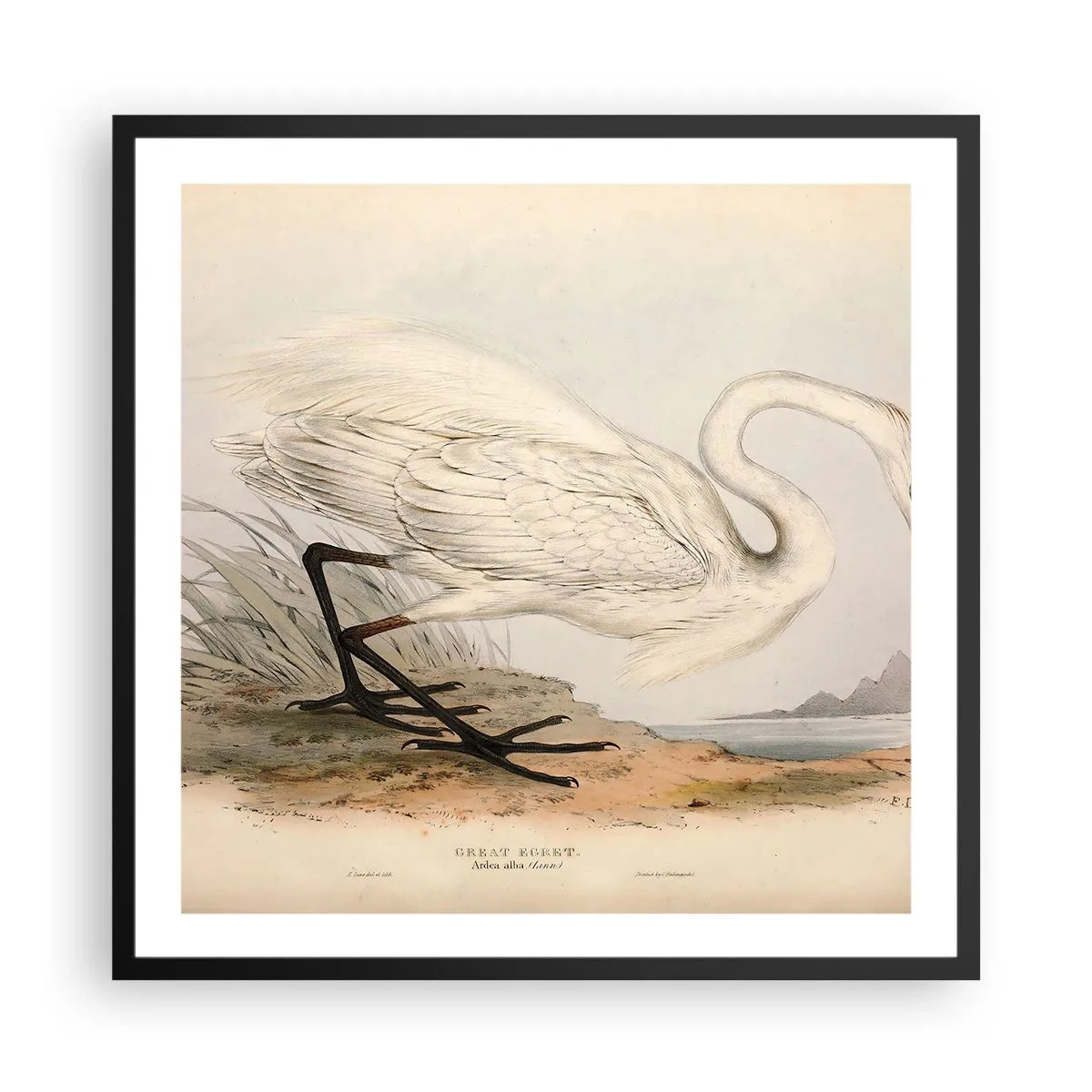 Poster în ramă neagră - Doamna în stufărișuri - 60x60 cm