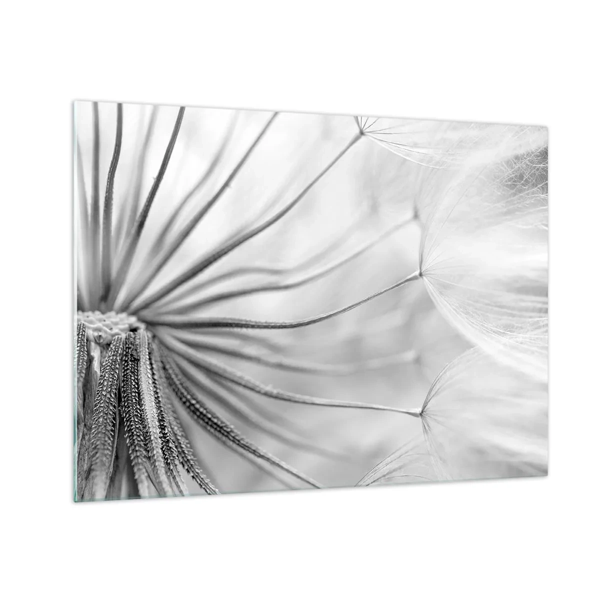 Tablou pe sticlă - Fotografie macro a unei păpădii în nuanțe de alb-negru - 70x50cm - Suflarea zmeilor - Decorațiune modernă pentru perete pentru living și dormitor ARTTOR
