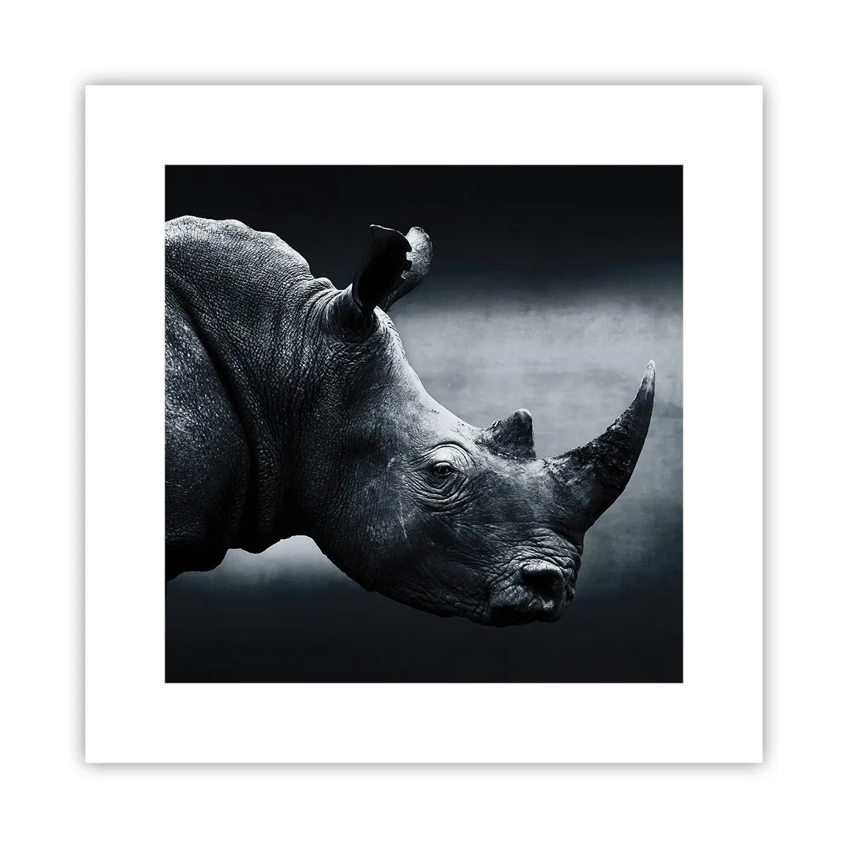 Poster - Profil drept - 30x30 cm