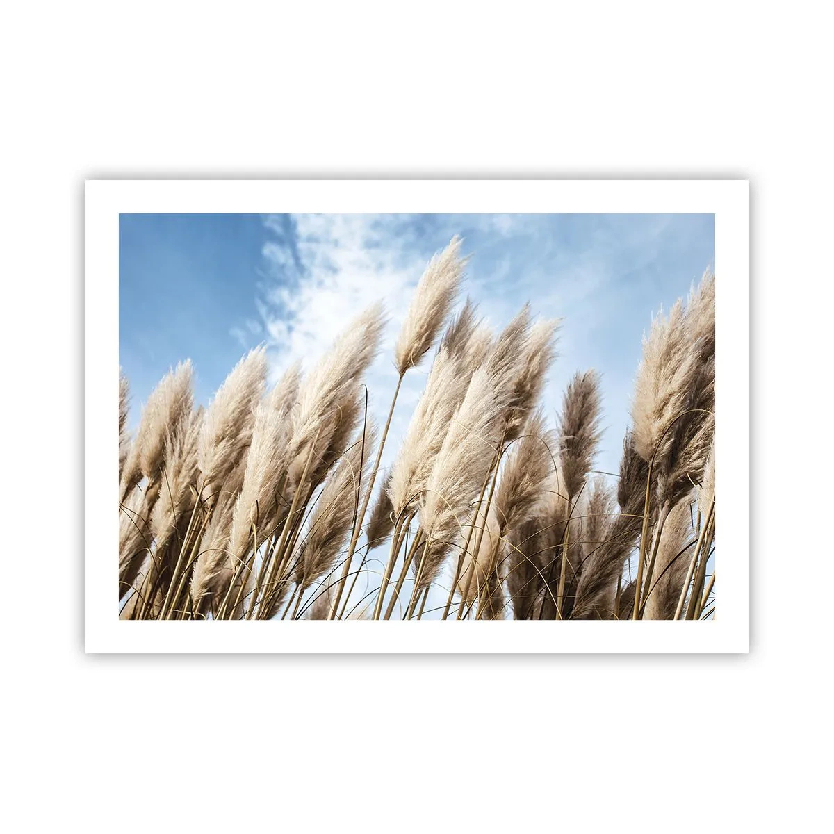 Poster - Mângâiere însorită și vântoasă - 70x50 cm