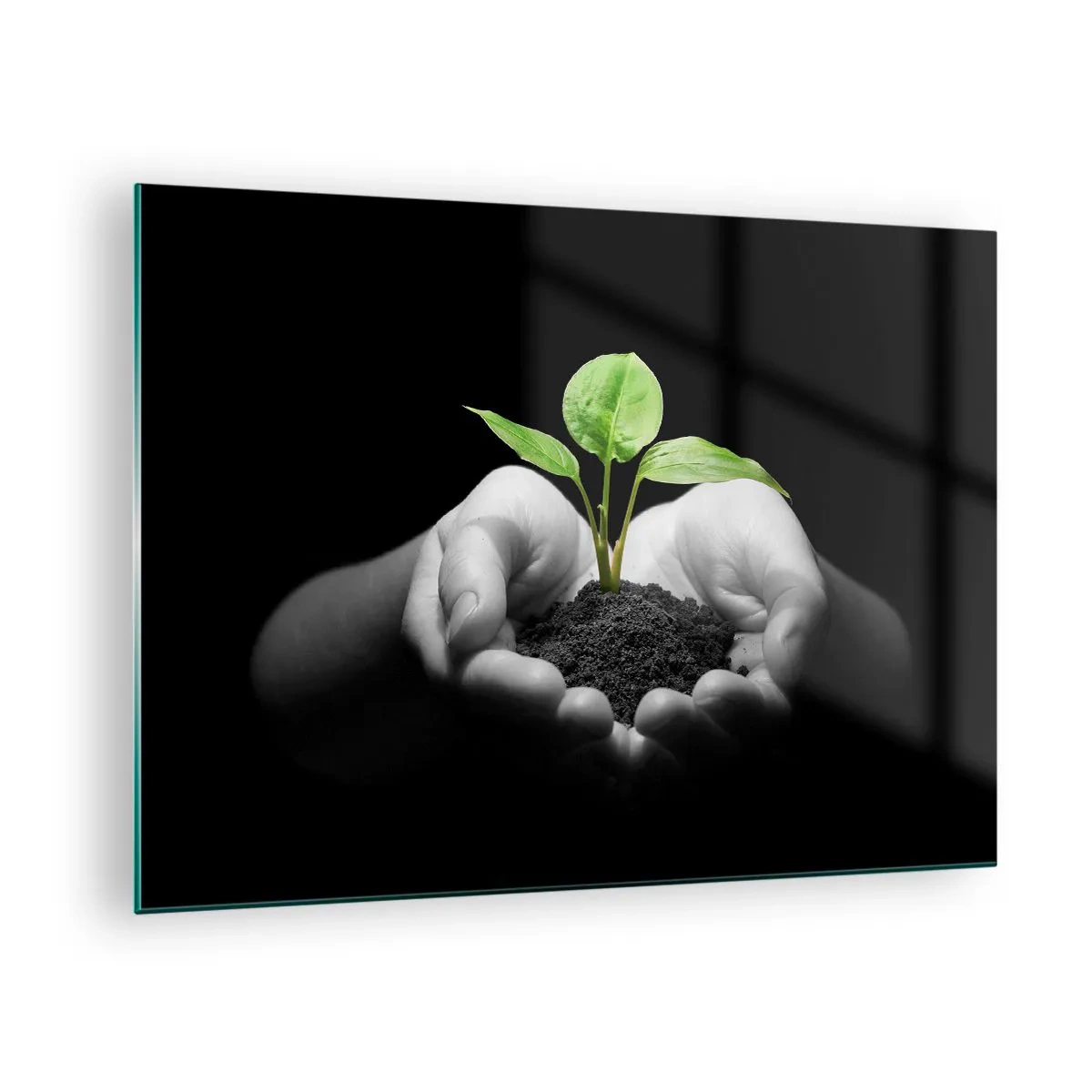 Tablou pe sticlă - O plantă tânără în mâini pe un fundal negru - 70x50cm - Iubesc natura, o protejez - Decorațiune modernă pentru perete pentru living și dormitor ARTTOR