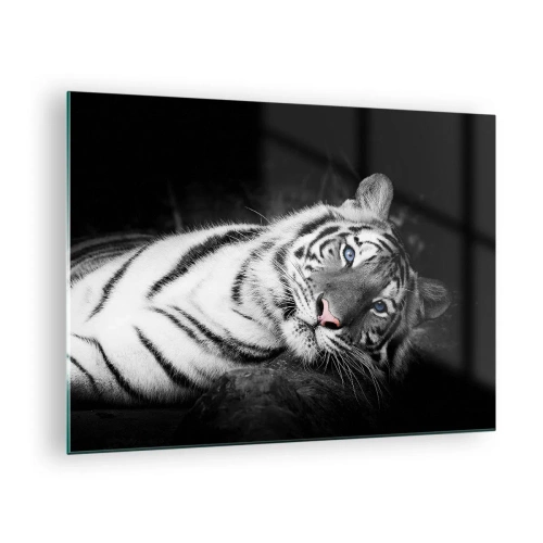 Tablou pe sticlă - Un tigru alb cu ochi albaștri într-un cadru alb-negru - 70x50cm - Sălbăticie și pace - Decorațiune modernă pentru perete pentru living și dormitor ARTTOR