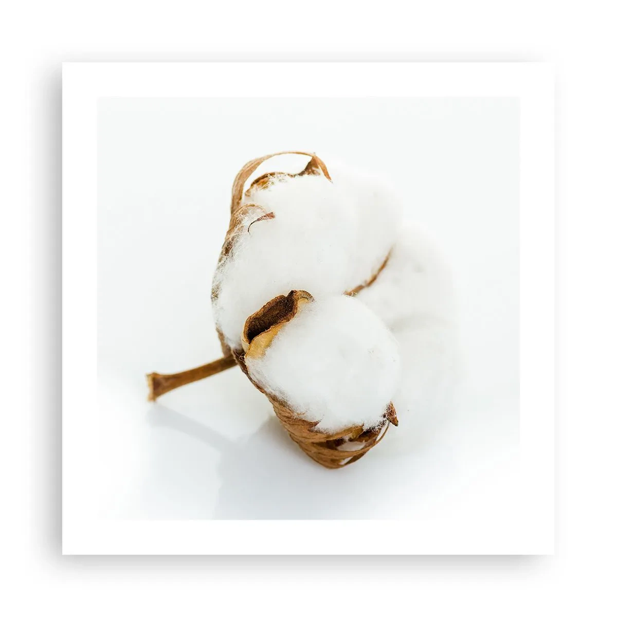 Poster - Moale prin natură - 50x50 cm