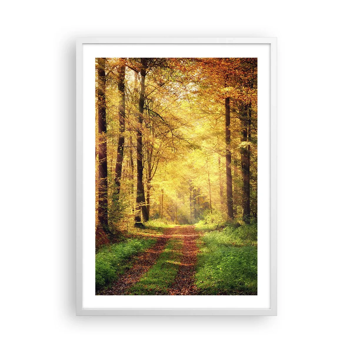Poster în ramă albă - Tăcere de aur de pădure - 50x70 cm