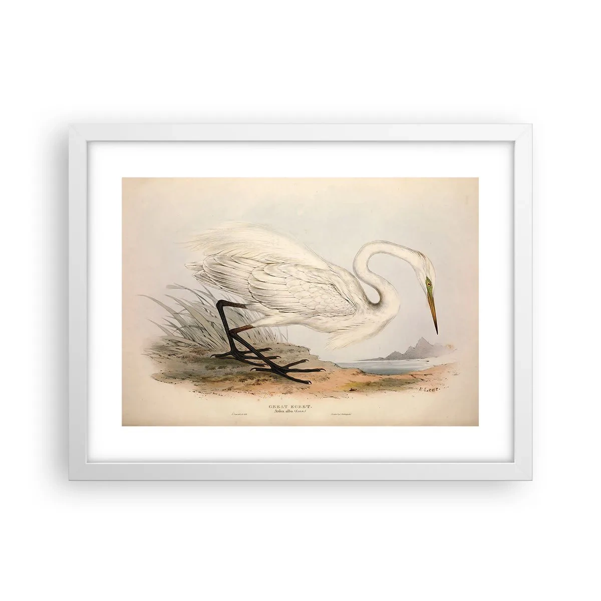 Poster în ramă albă - Doamna în stufărișuri - 40x30 cm