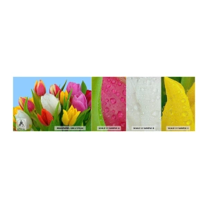 Mostră tapet Premium Canvas - Un curcubeu floral în picături de rouă - Lalele, Flori, Buchet de flori - 100x30 cm