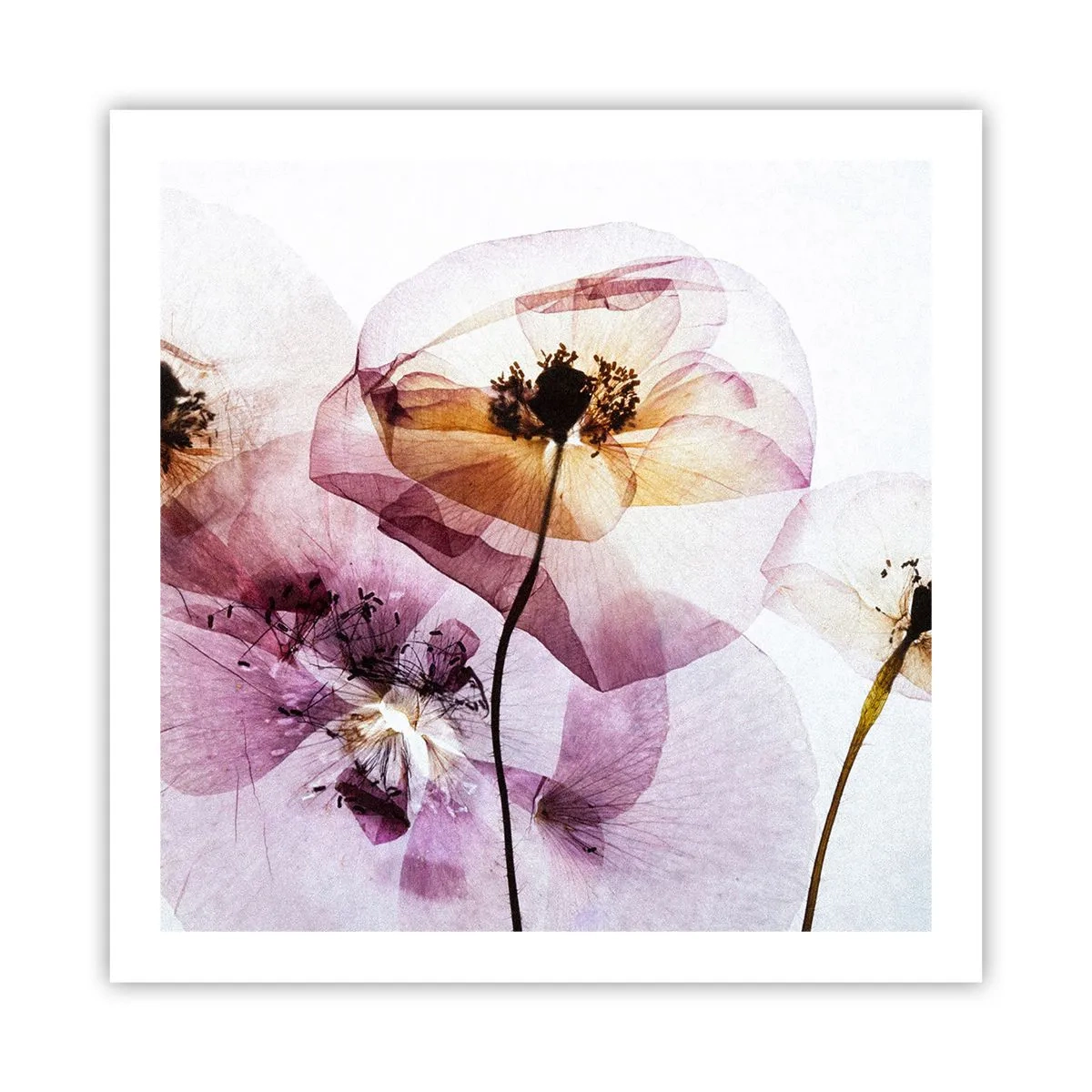 Poster - Corp de flori transparente - 60x60 cm
