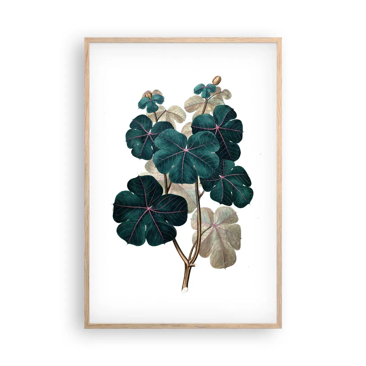 Poster în ramă de stejar deschis - Dintr-un vechi ierbar - 61x91 cm