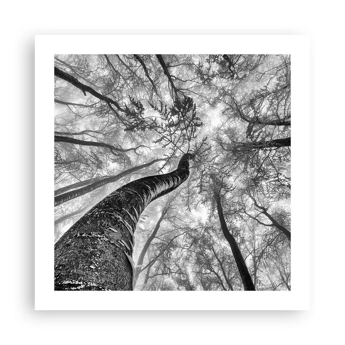 Poster - Cursa spre lumină - 50x50 cm