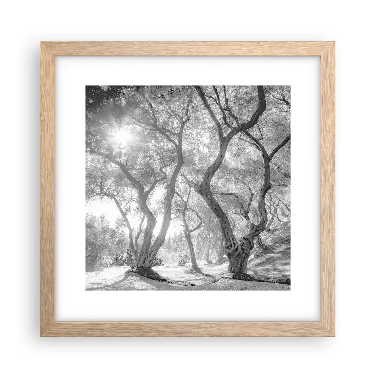 Poster în ramă de stejar deschis - Într-o livadă de măslini - 30x30 cm
