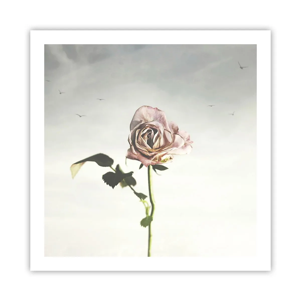 Poster - Primăvara binevenită - 60x60 cm