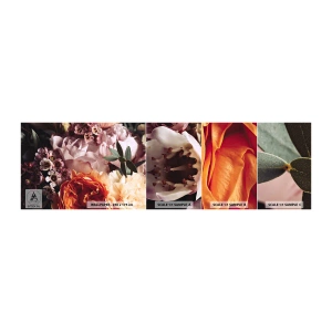 Mostră de Tapet Standard Eco - Înghesuite în frumusețe - Flori, Buchet de flori, Trandafir - 100x30 cm