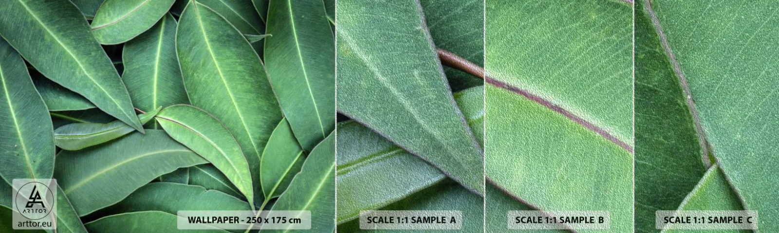 Mostră tapet Premium Sand - Suculente și proaspete - Frunze, Eucalipt, Natură - 100x30 cm