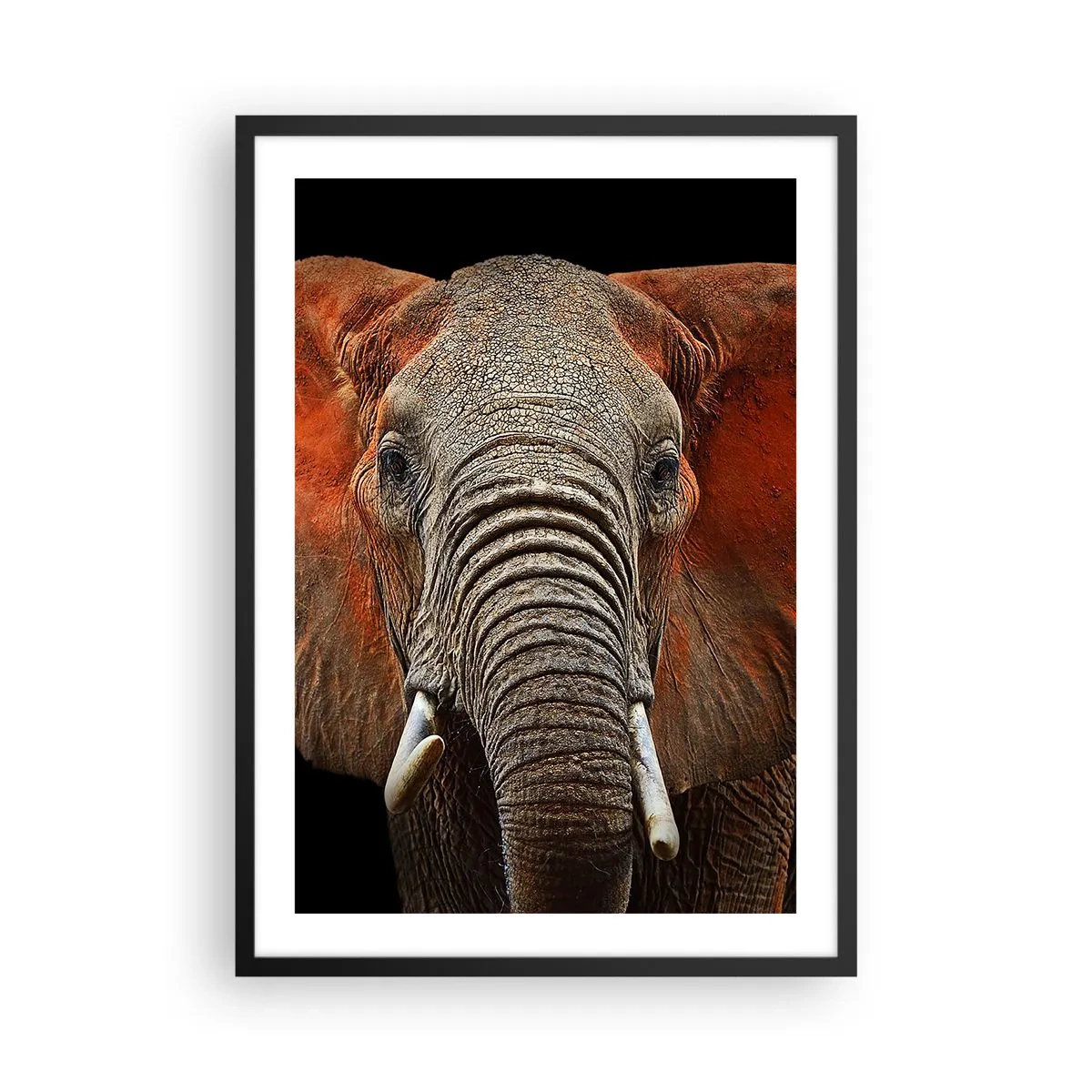 Poster în ramă neagră - Portretul unui elefant maiestuos pe un fundal negru - 50x70cm - Sunt sălbatic, și tu? - Decorațiune modernă pentru perete pentru living și dormitor ARTTOR