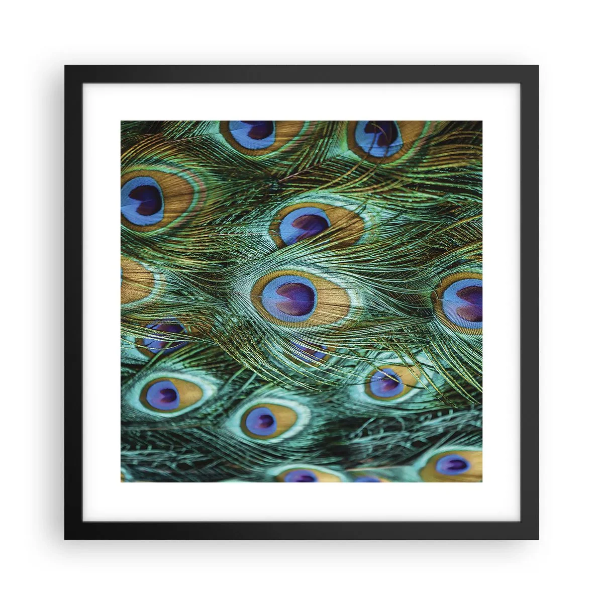 Poster în ramă neagră - O privire cu ochi de păun - 40x40 cm