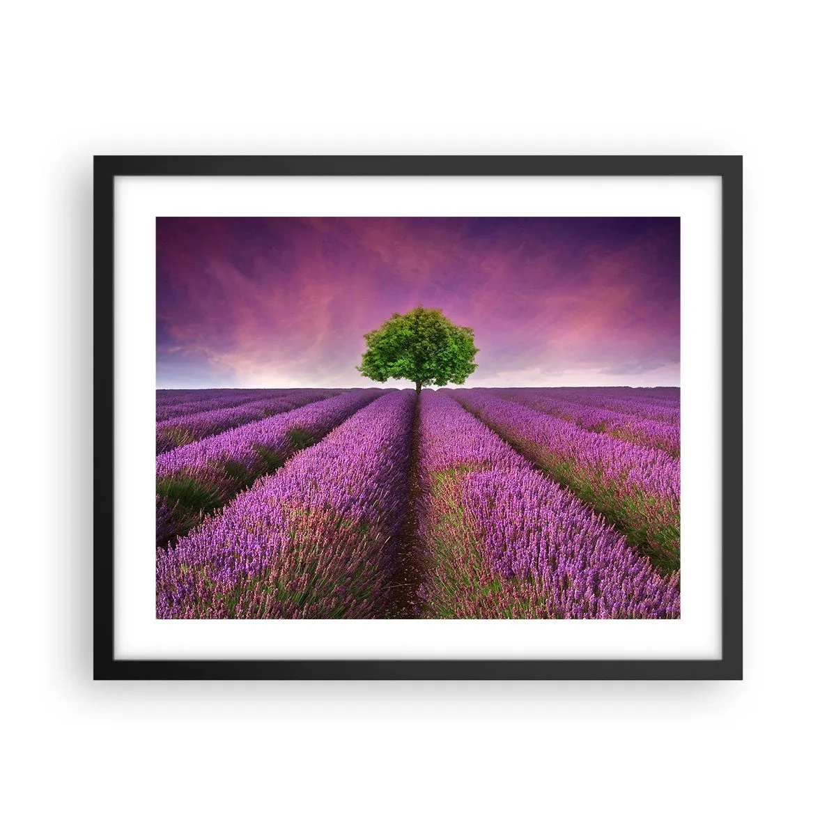 Poster în ramă neagră - În câmpurile de lavandă - 50x40 cm