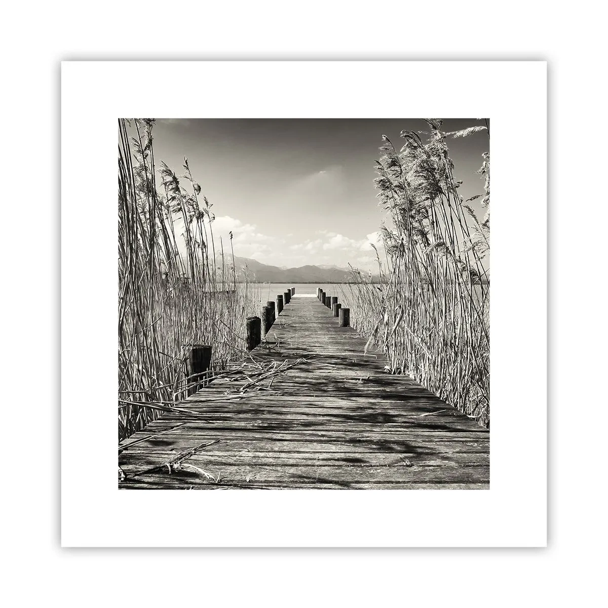 Poster - În intimitatea ierburilor - 30x30 cm