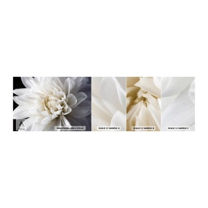 Mostră tapet autocolant Deluxe Sticker - Dimineața miresei - Floare, Dalie, Natură - 100x30 cm