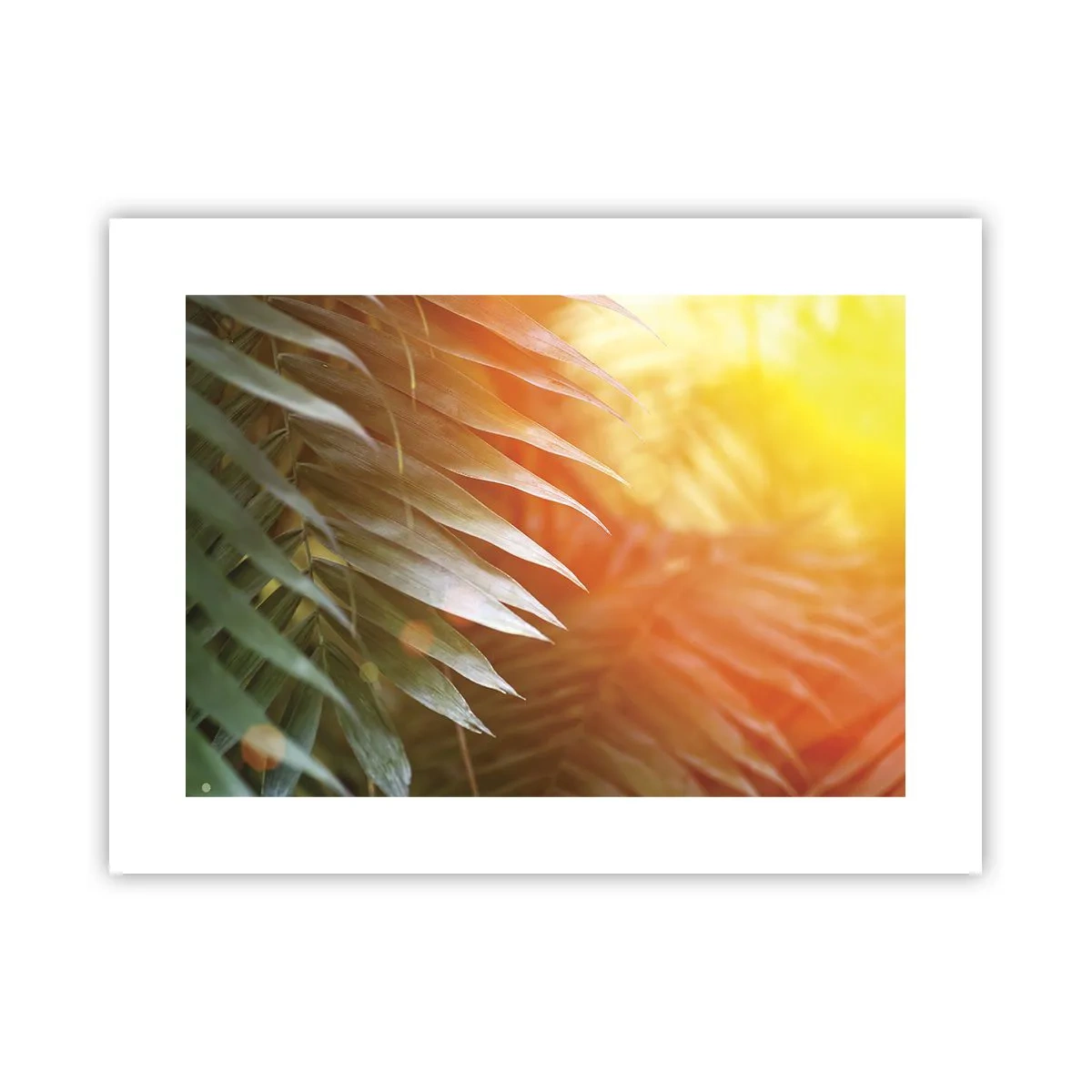 Poster - Dimineață în junglă - 40x30 cm