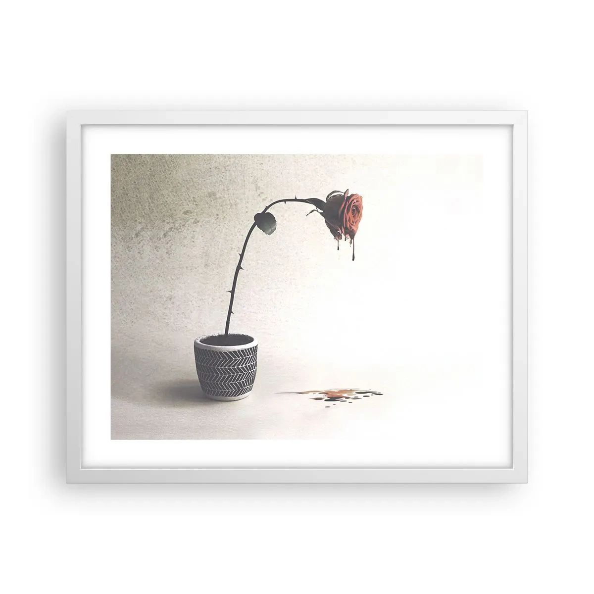 Poster în ramă albă - Rosa dolorosa - 50x40 cm