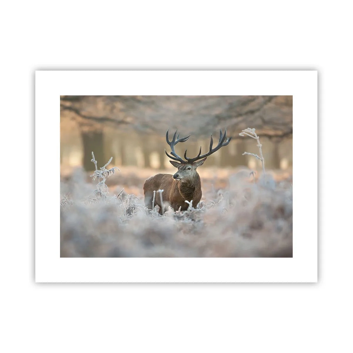 Poster - O dimineață răcoroasă - 40x30 cm