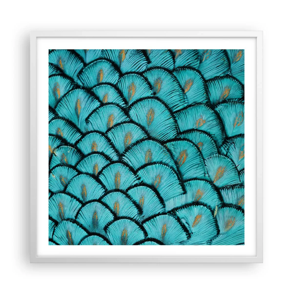 Poster în ramă albă - Marea gală a penelor - 60x60 cm