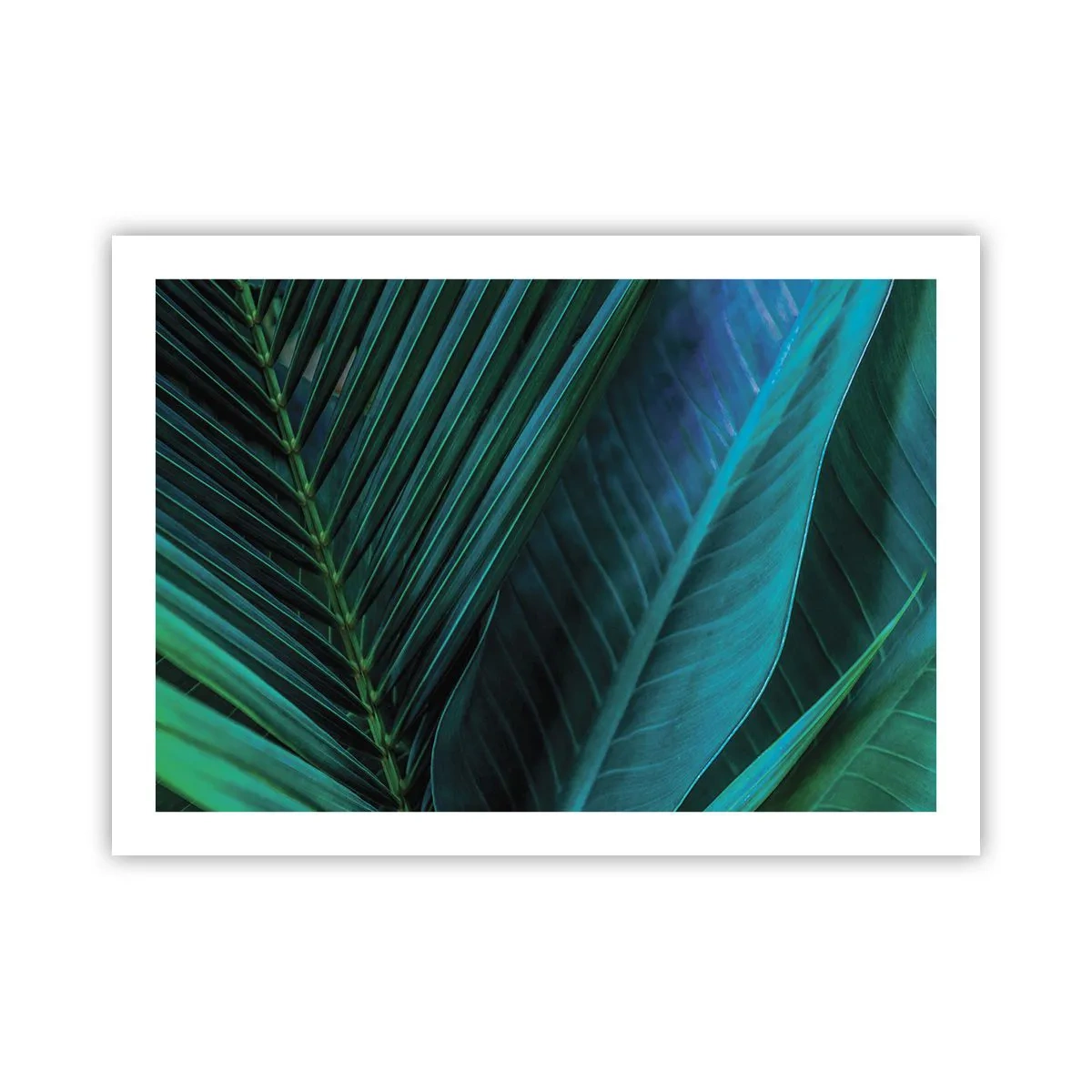 Poster - Anatomia verdelui - 70x50 cm