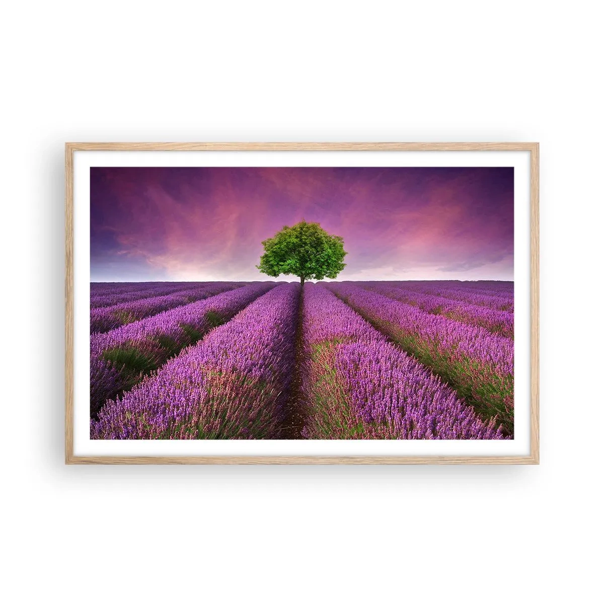 Poster în ramă de stejar deschis - În câmpurile de lavandă - 91x61 cm