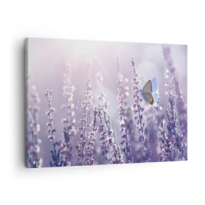 Tablou pe pânză Canvas - Un fluture pe lavanda înflorită în lumina dimineții - 70x50cm - Sărut de fluture - Decorațiune modernă pentru perete pentru living și dormitor ARTTOR