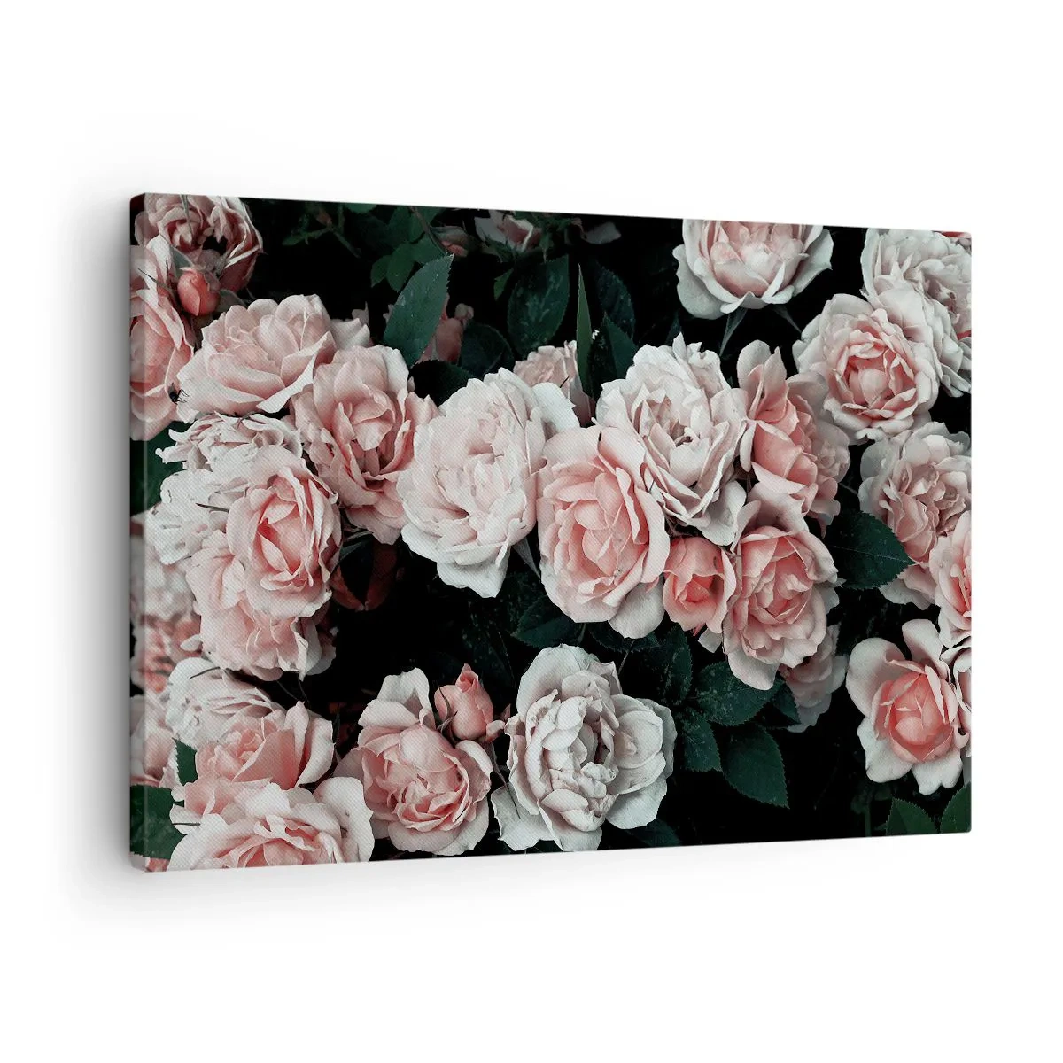 Tablou pe pânză Canvas - Trandafiri roz pe un fundal întunecat într-o compoziție subtilă - 70x50cm - Ansamble de trandafiri - Decorațiune modernă pentru perete pentru living și dormitor ARTTOR