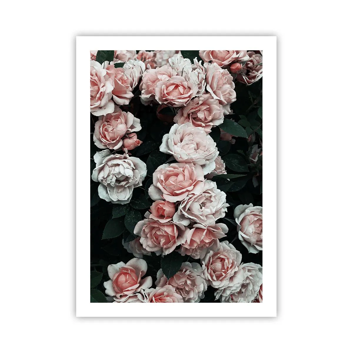 Poster - Ansamble de trandafiri - 50x70 cm