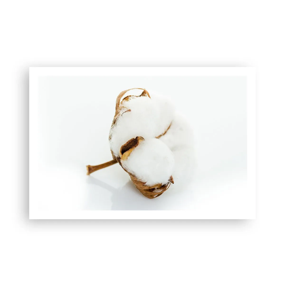 Poster - Moale prin natură - 91x61 cm