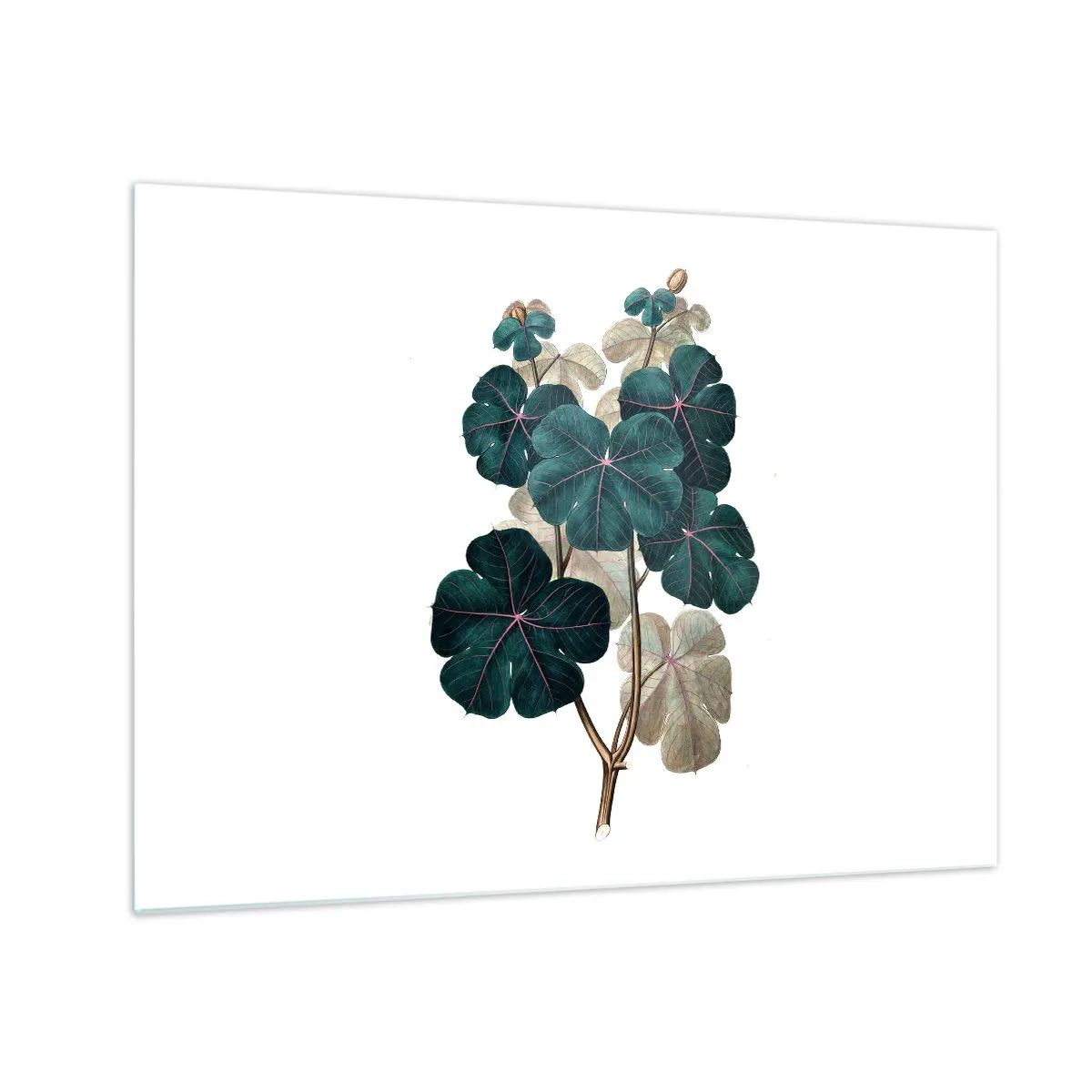 Tablou pe sticlă - Ilustrație botanică a frunzelor verzi pe fundal alb - 70x50cm - Dintr-un vechi ierbar - Decorațiune modernă pentru perete pentru living și dormitor ARTTOR