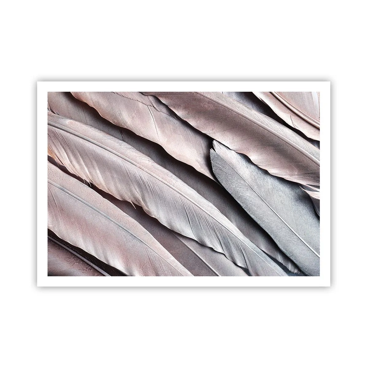 Poster - Argintul roz - 100x70 cm