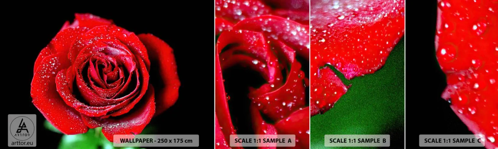 Mostră de Tapet Standard Eco - Pur și simplu dragoste - Flori, Trandafir roșu, Petale de trandafir - 100x30 cm