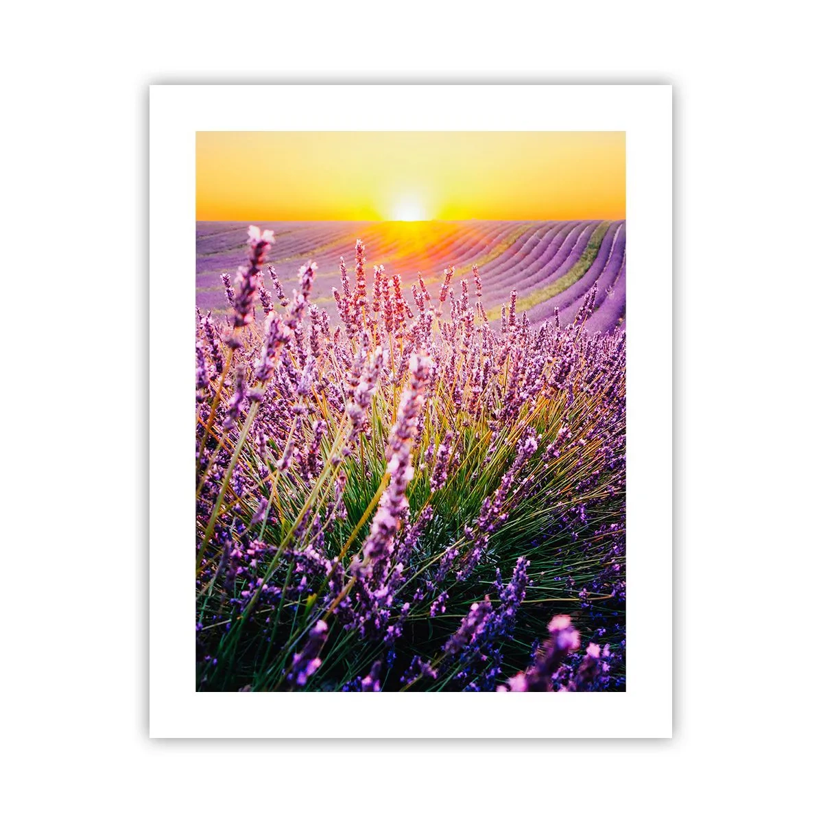 Poster - Câmpul parfumat - 40x50 cm
